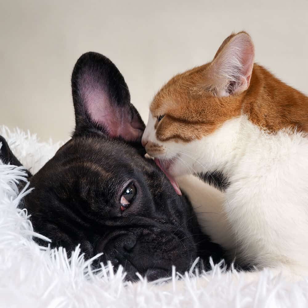 The cat affectionately licks the dog.
