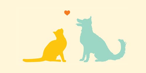 The cat affectionately licks the dog.