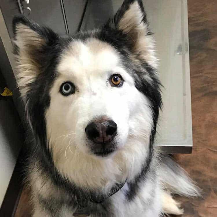 A beautiful adult dog looking curious