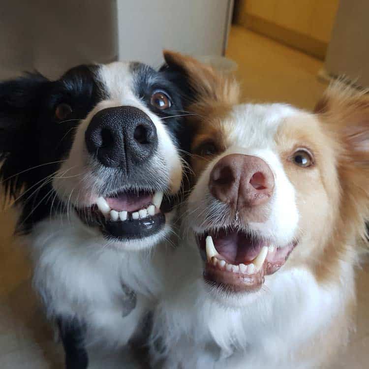 A pair of happy doggy smiles