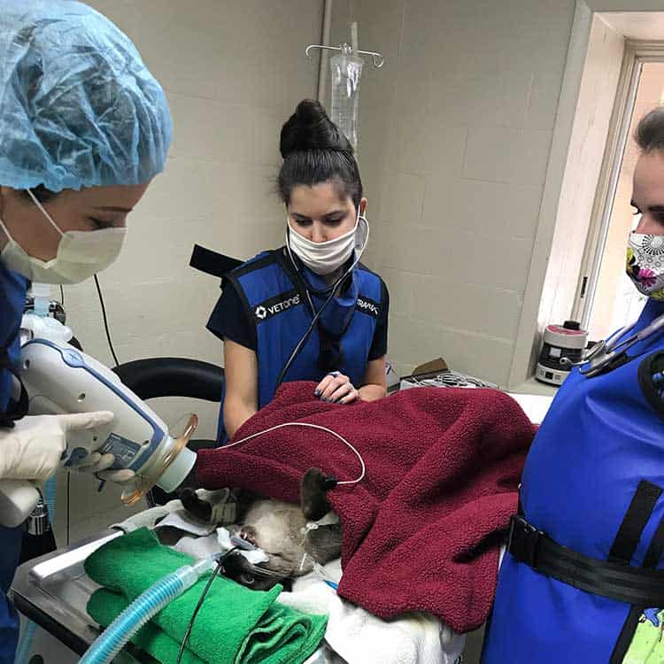 Our team doing a dental cleaning