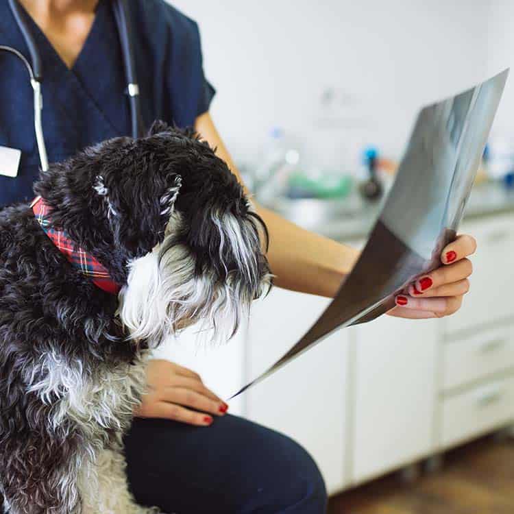 A dog being shown their x-ray