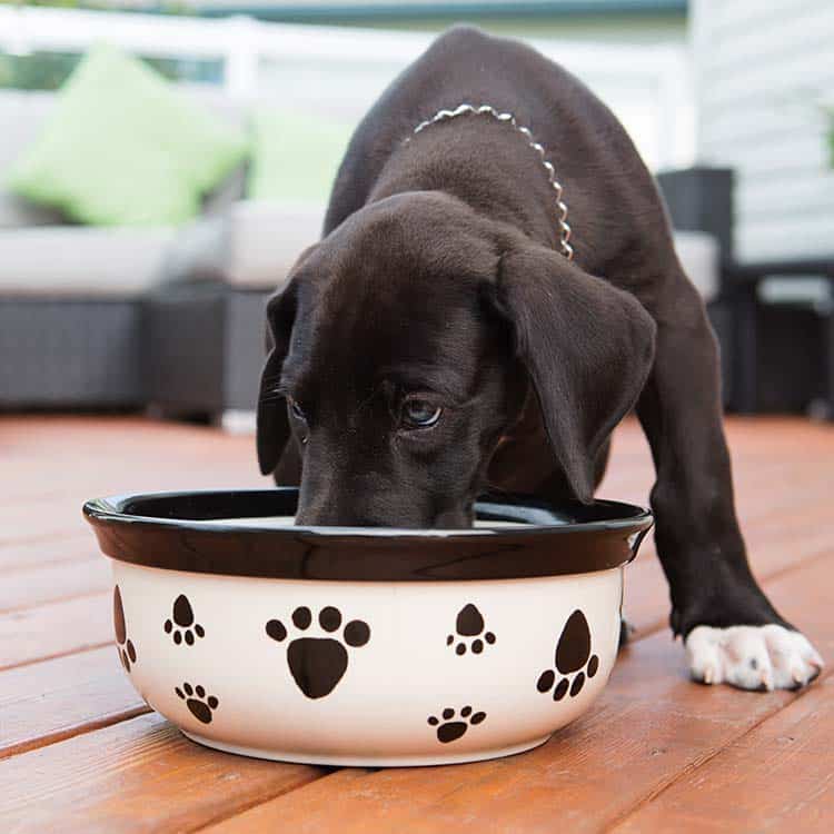 A happy dog eating