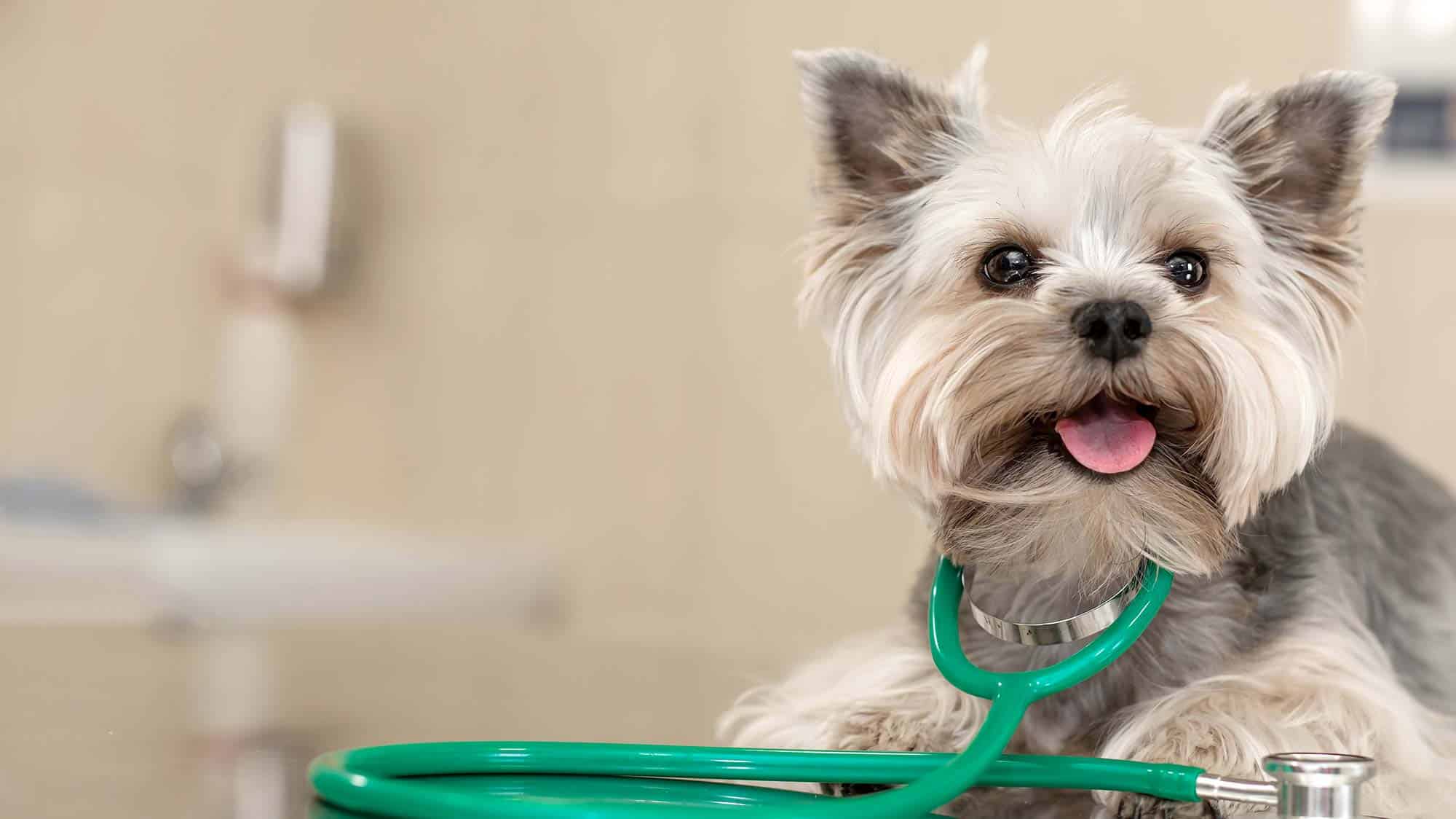 Veterinary Resources West Knoxville TN Cedar Bluff Animal Clinic