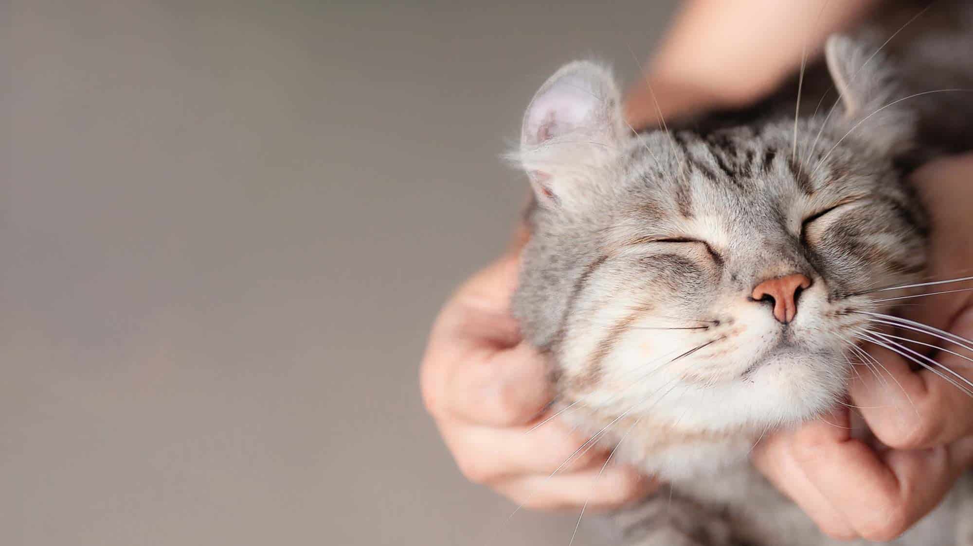 Veterinary News West Knoxville TN