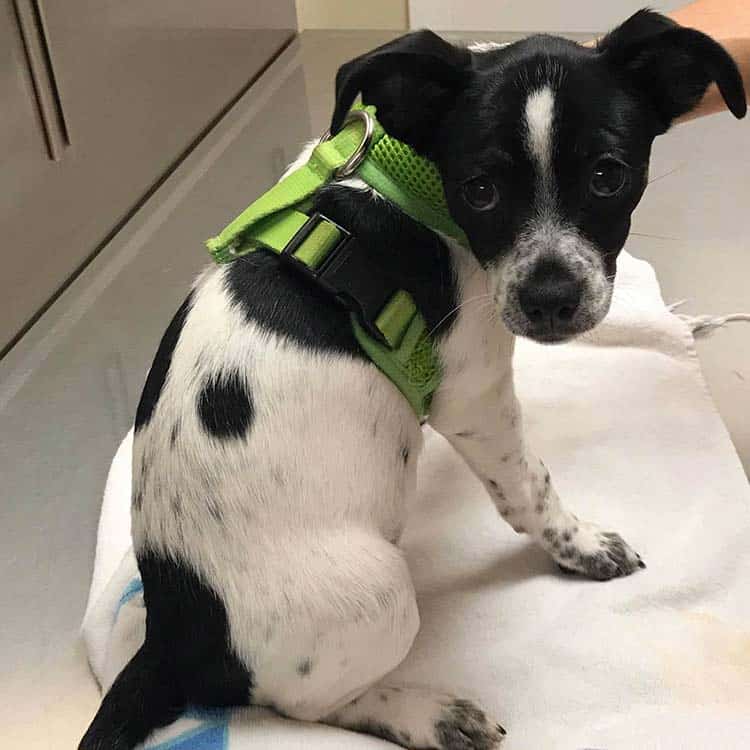 A puppy looking guilty