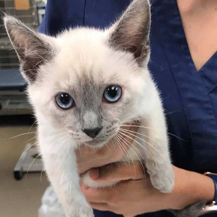 A kitten being held in arms