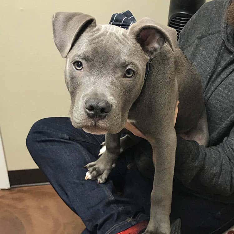 A healthy looking boxer