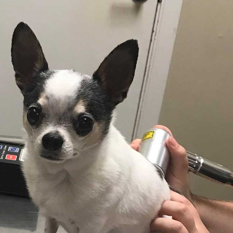 An older dog getting therapy