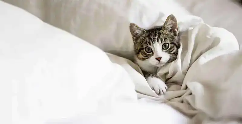 A cat curled up on a bed