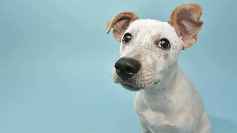 A dog in a blue room