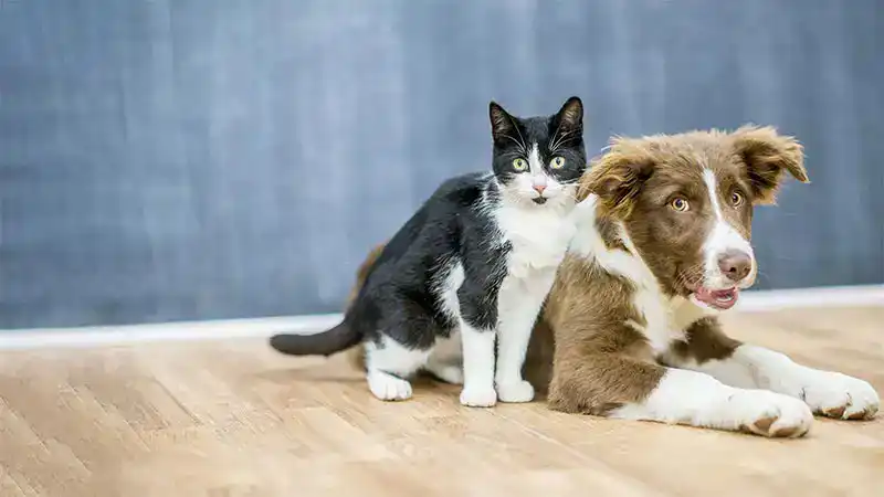 A dog and cat in a room