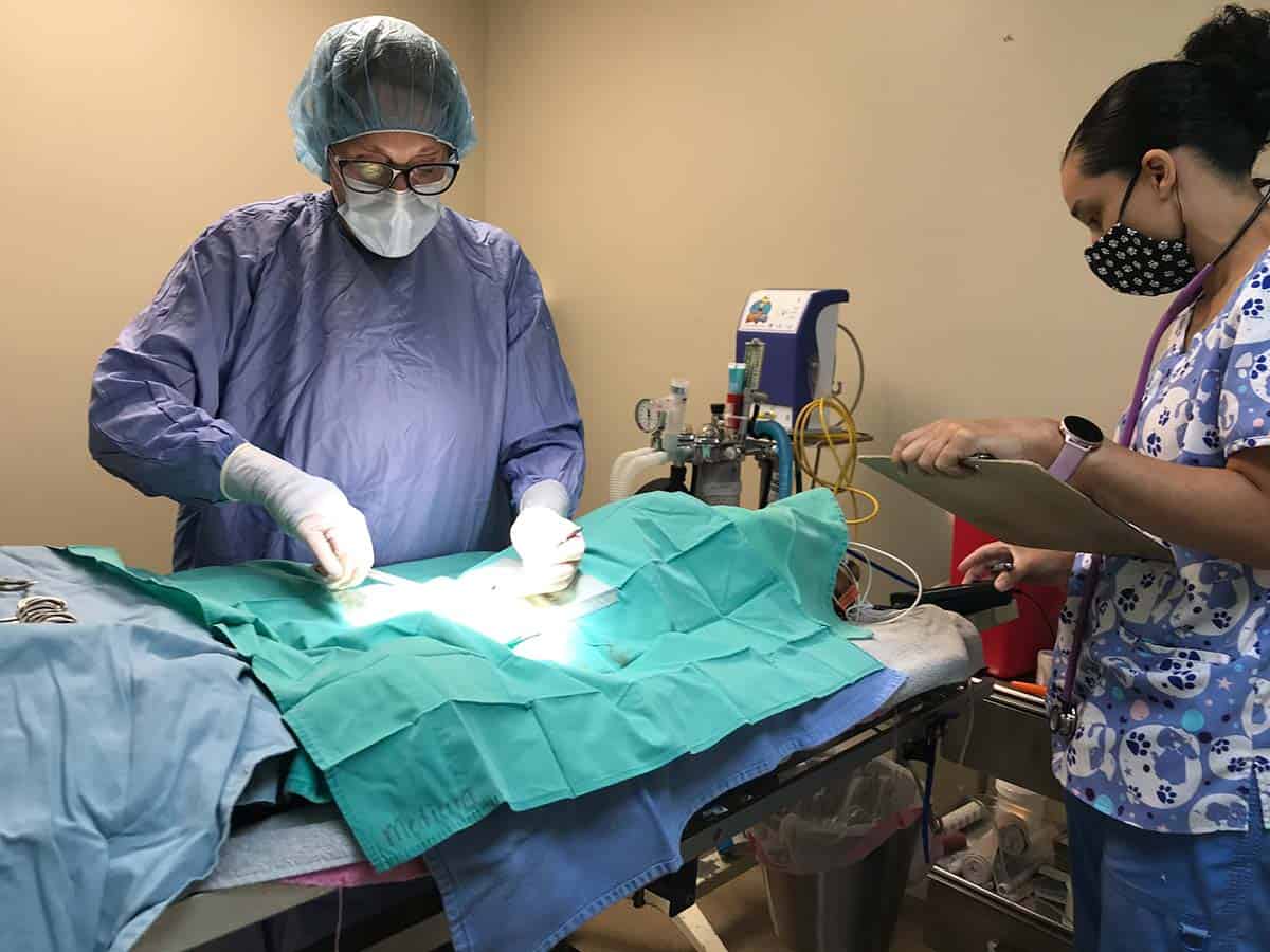 Our surgical team performing a procedure