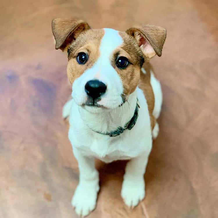 A healthy pup getting a checkup